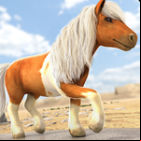 Pony Trails